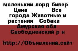 маленький лорд бивер › Цена ­ 10 000 - Все города Животные и растения » Собаки   . Амурская обл.,Свободненский р-н